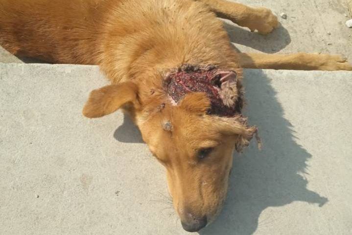 Неизвестный прострелил голову бродячей собаке в Новороссийске