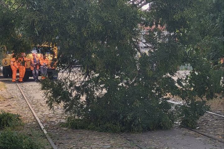 Из-за упавшего дерева в центре Краснодара временно остановились трамваи