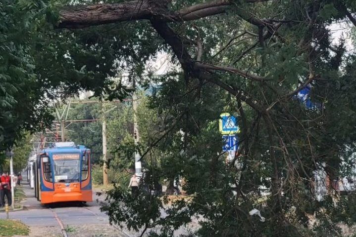 Сильный ветер повалил 25 деревьев в Краснодаре