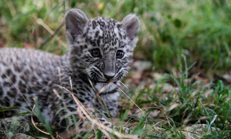 Родившегося у пары леопардов Олимпии и Симбада котенка назвали Умкой