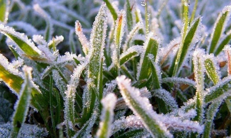 Ночные заморозки до -5°С ожидаются в ближайшие дни в Краснодарском крае