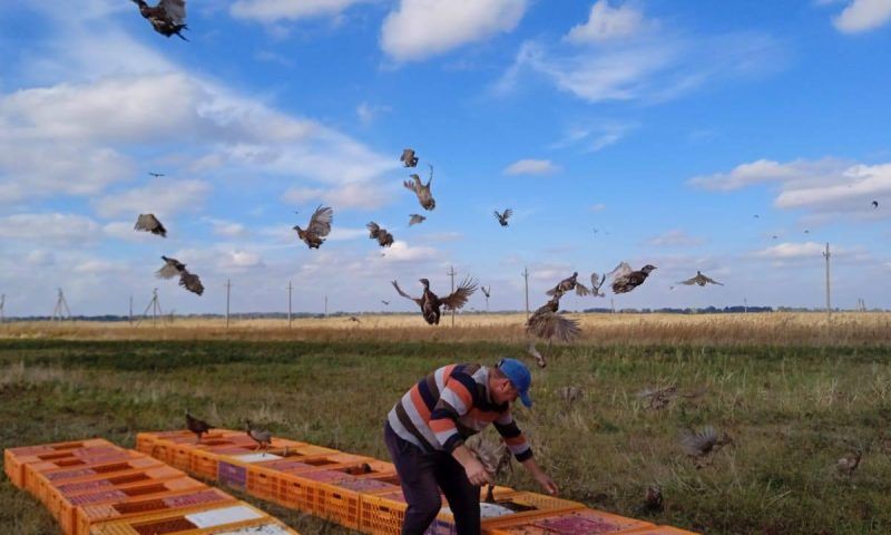 В Крымском районе в естественную среду обитания выпустили 750 фазанов