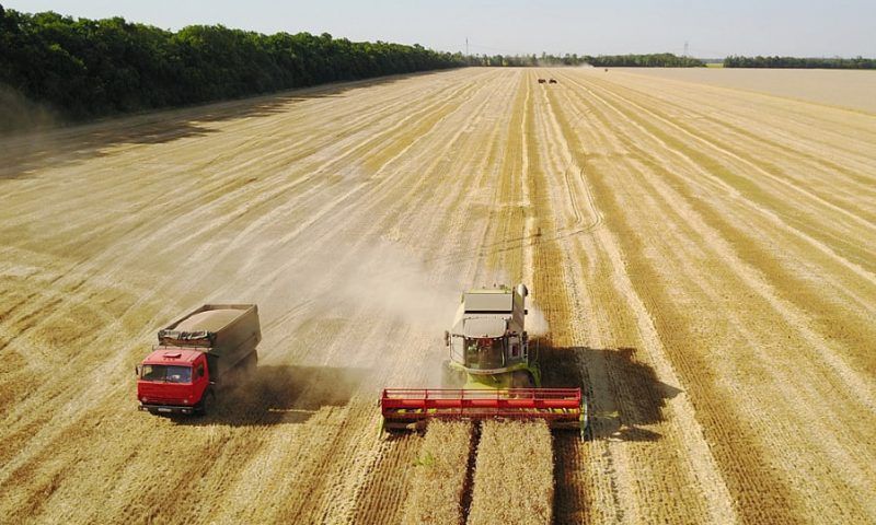 Аграрии Краснодарского края собрали за 2023 год 14,3 млн тонн зерновых
