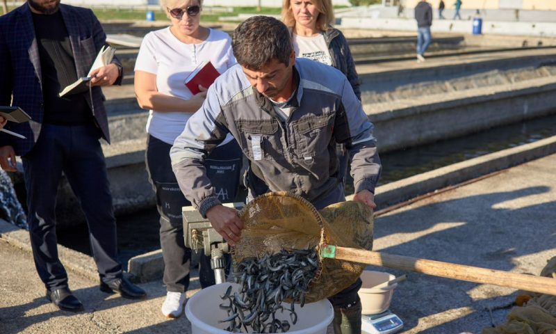 Почти 3 тыс. черноморских лососей справили новоселье благодаря AVA Group