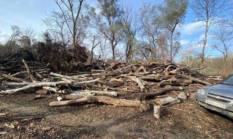 Деревья на 11 млн рублей незаконно вырубили в Крымском районе