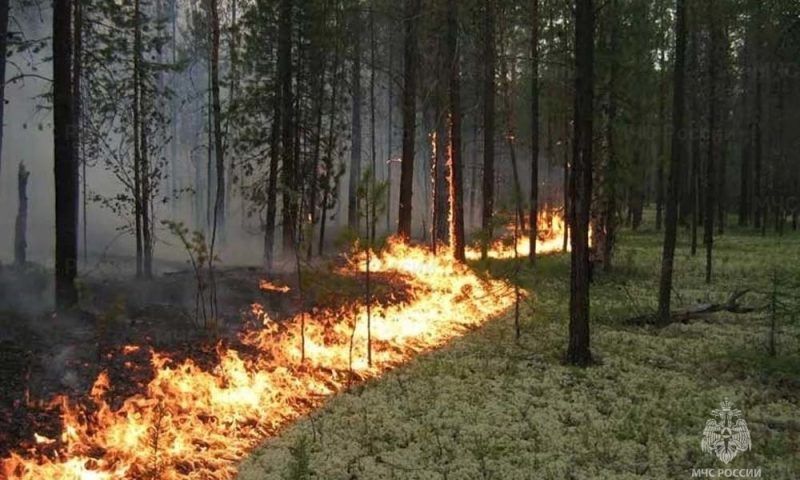 Очередной лесной пожар произошел около поселка Ильского в Северском районе