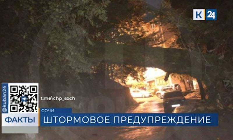 Дерево рухнуло на припаркованный автомобиль в Сочи