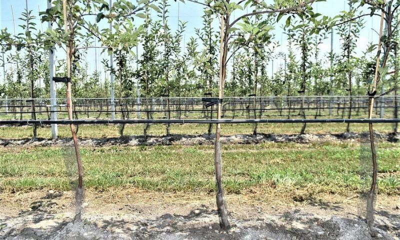 Кондратьев: на Кубани за этот год планируем высадить 1,5 тыс. гектаров садов