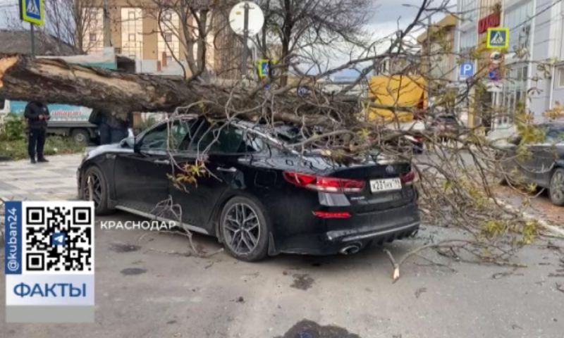 Шквалистый ветер повредил здания и обрушил деревья в разных частях Краснодара