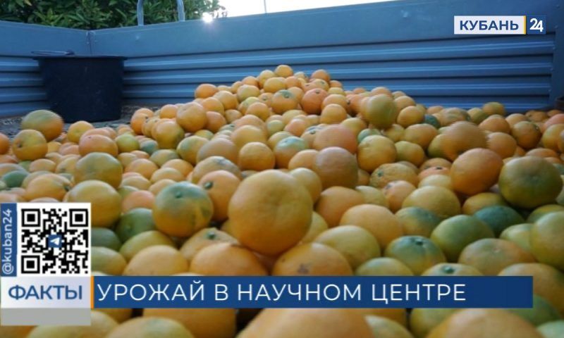Рекордные 16 тонн урожая цитрусовых собрали в ноябре в Сочи
