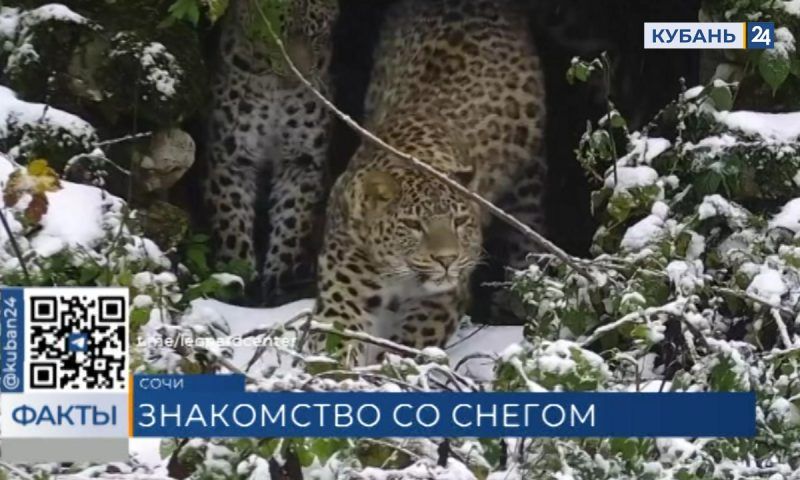 Радующихся первому снегу котят сняли на видео в Центре восстановления леопарда