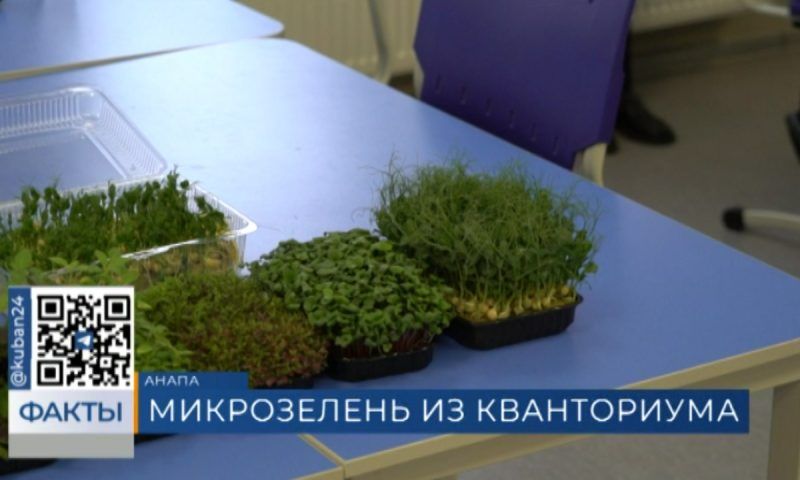 Школьники начнут выращивать микрозелень в «Кванториуме» Анапы