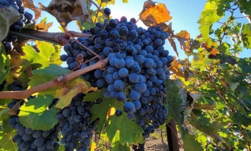 Винодельня «Фанагория» приняла на обработку свыше 36 тыс. тонн винограда