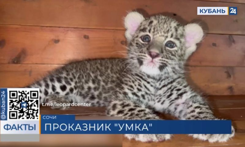 Котенок Умка всю жизнь проведет в сочинском Центре восстановления леопарда
