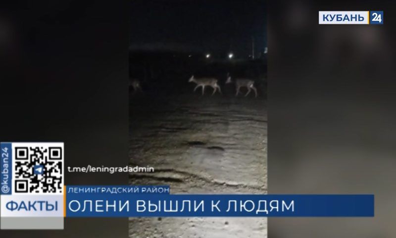 Переходящих дорогу оленей сняли на видео в Ленинградском районе