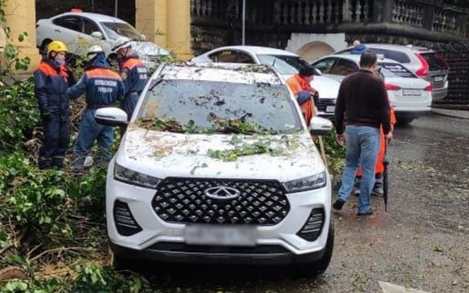 Водитель оказался зажат в машине, на которую упало дерево в Сочи
