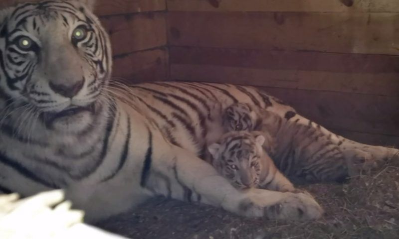 Родившихся в зоопарке Барнаула котят бенгальских тигров отправят в Краснодар