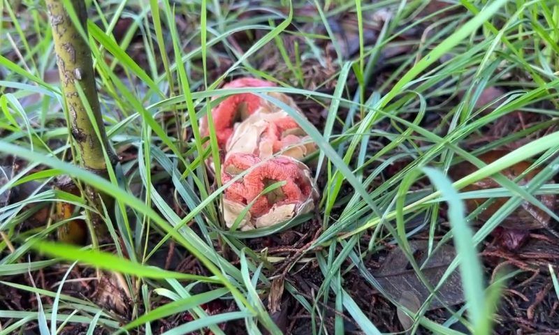 В сочинском парке «Ривьера» вырос краснокнижный ядовитый гриб
