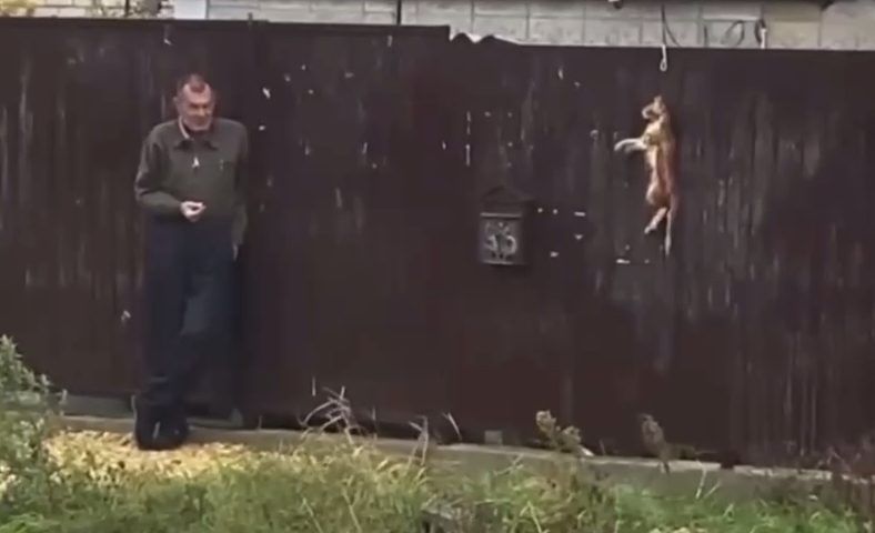 Мужчина убил кота и повесил его на воротах частного дома на Кубани