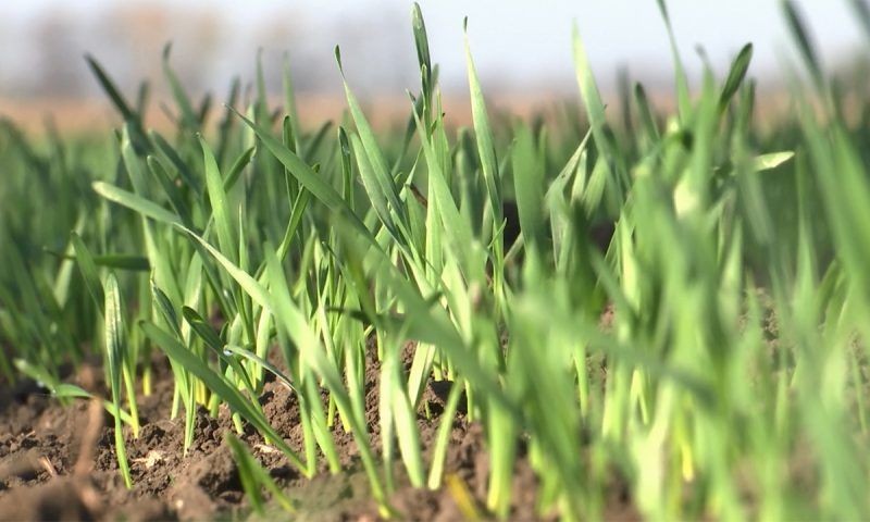 Посевную кампанию озимых культур завершают на Кубани. «Факты»