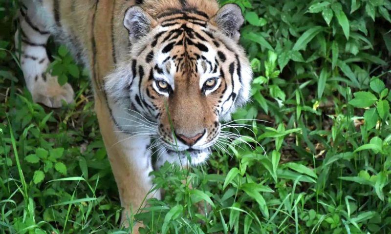 Опасного для людей амурского тигра ищут в лесах Крыма