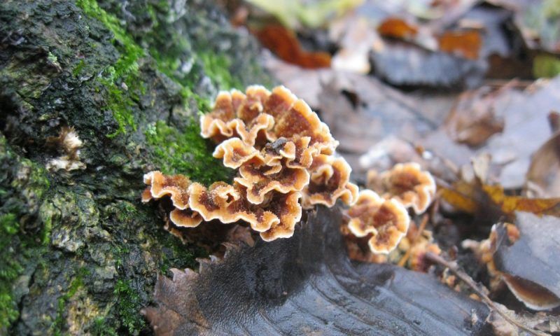 Древесные грибы: чем полезны и кому нельзя