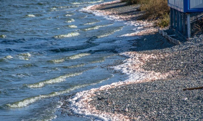 Морская пена на берегу Новороссийска окрасилась в розово-оранжевый цвет