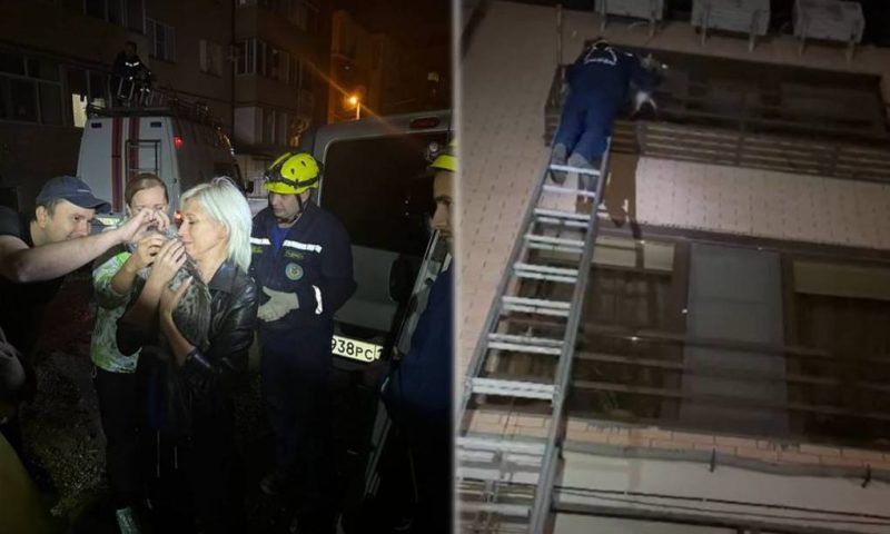 Спасатели освободили запертого на балконе кота в Краснодаре
