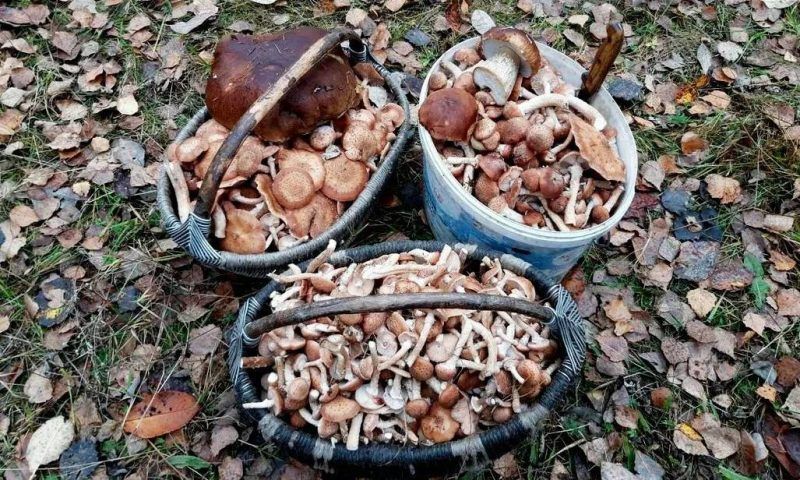 Четверо жителей Новороссийска отравились собранными в лесу грибами