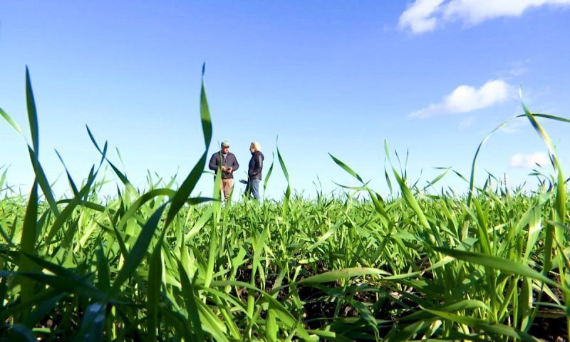 Кубанские аграрии  завершили сев озимых культур под урожай 2024 года