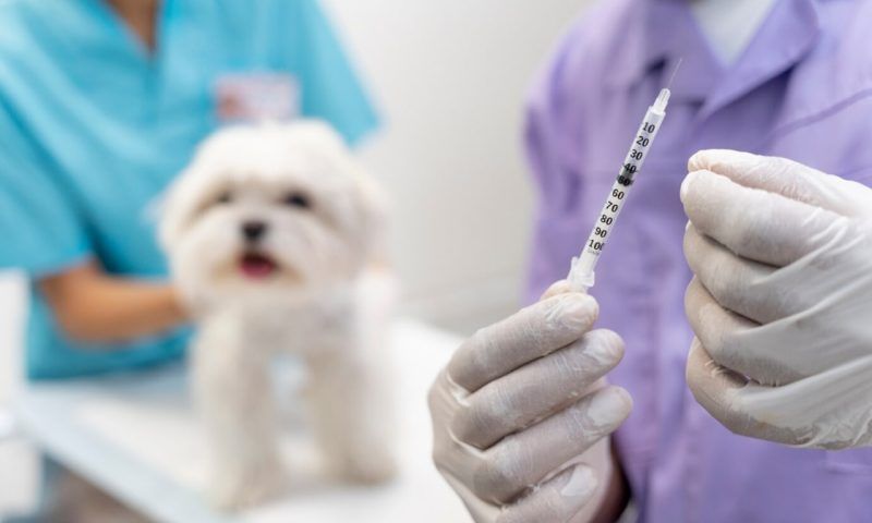 Календарь прививок для щенков и взрослых собак - 17 ноября, 2023 Статьи  «Кубань 24»