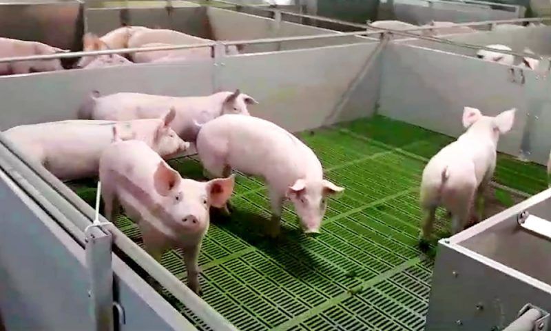 В Ейском районе после эпидемии АЧС возобновил работу свиноводческий комплекс