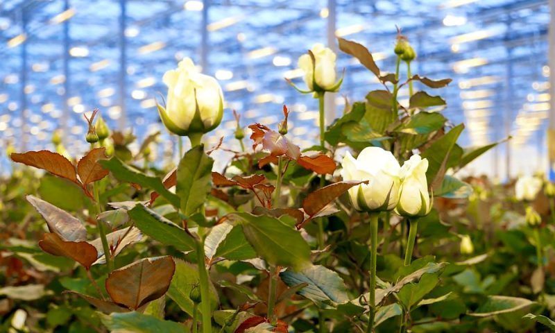 На предприятии в Мостовском районе выращивают цветы по бережливым технологиям