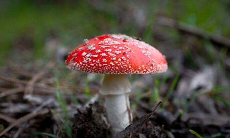Семь самых распространенных ядовитых грибов