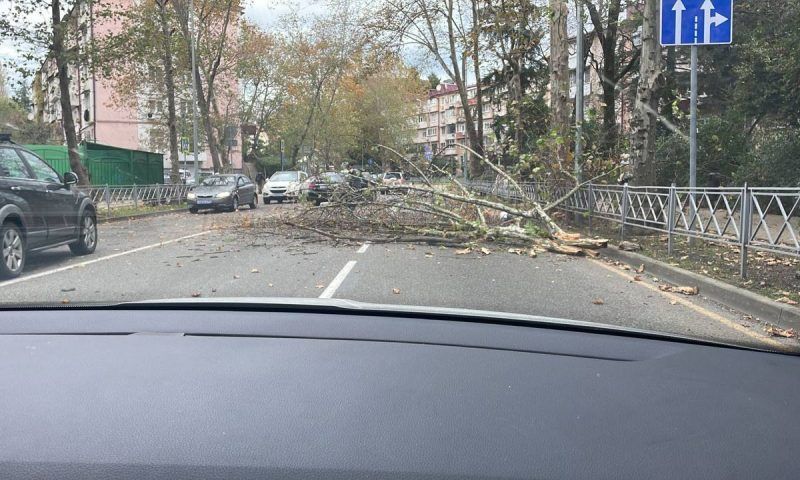 Упавшее дерево заблокировало проезд транспорта в Сочи