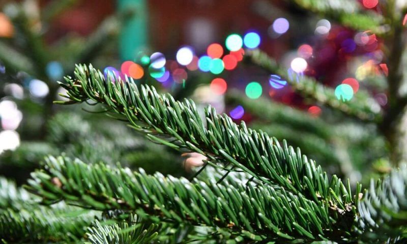 В мэрии Краснодара рассказали, где в 2023 году купить новогоднюю елку