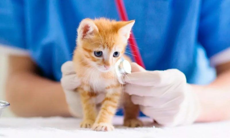 Календарь прививок для котят и взрослых котов