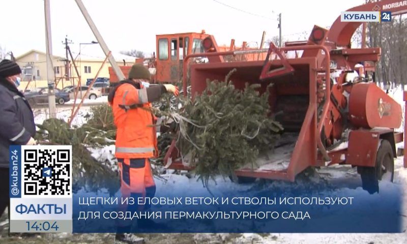 Экоцентр «Чистая среда» в Краснодаре начнет принимать новогодние елки с 9 января