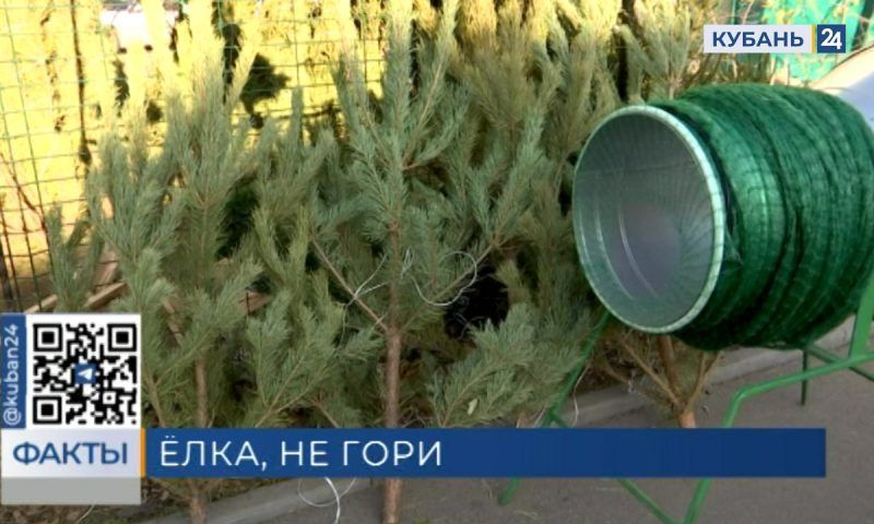 Более 6 тыс. сосен, елей и пихт завезли в Краснодарский край
