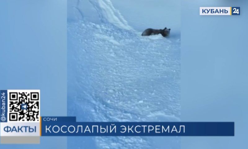 Спускающегося по горе бурого медведя сняли на видео в Сочи