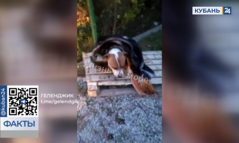 Хозяева бросили привязанного пса бойцовской породы на холоде в Геленджике