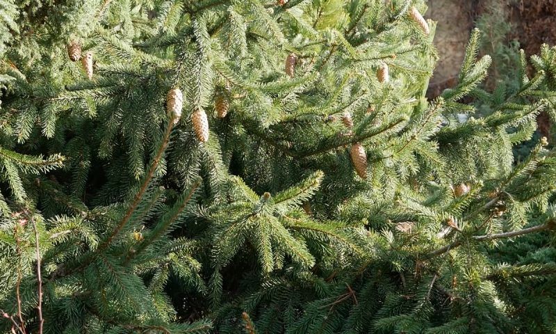 Жители Краснодарского края начали покупать елки к Новому году