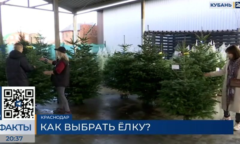 Продавцы рассказали, как правильно выбрать и хранить новогоднюю елку