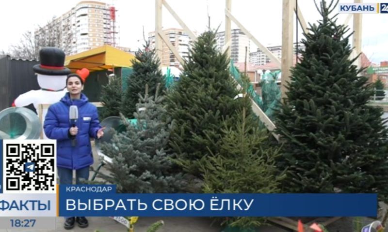 В Краснодаре до 31 декабря будут работать 25 елочных базаров