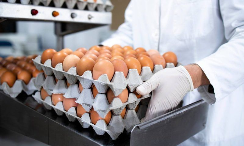 В России с 1 января отменят таможенные пошлины на импорт куриных яиц
