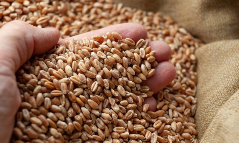 Правительство РФ запретило экспорт твердой пшеницы