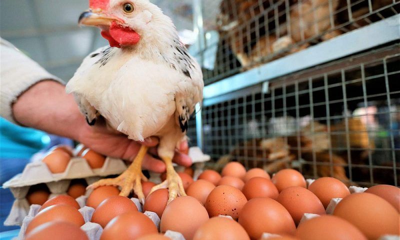С начала года на Кубани увеличили производство яиц и мяса птицы