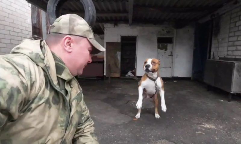 Гранатомет и брошенную собаку обнаружили оперативники в Запорожской области