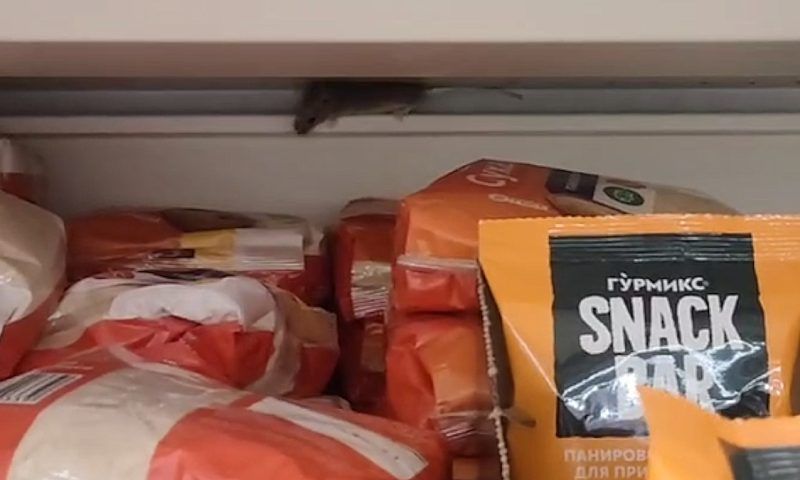 В одном из магазинов «Магнит» в Краснодаре заметили мышей