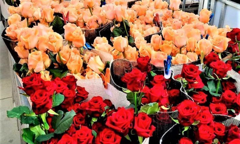 Производитель тепличных роз из Мостовского района увеличил выработку на 30%